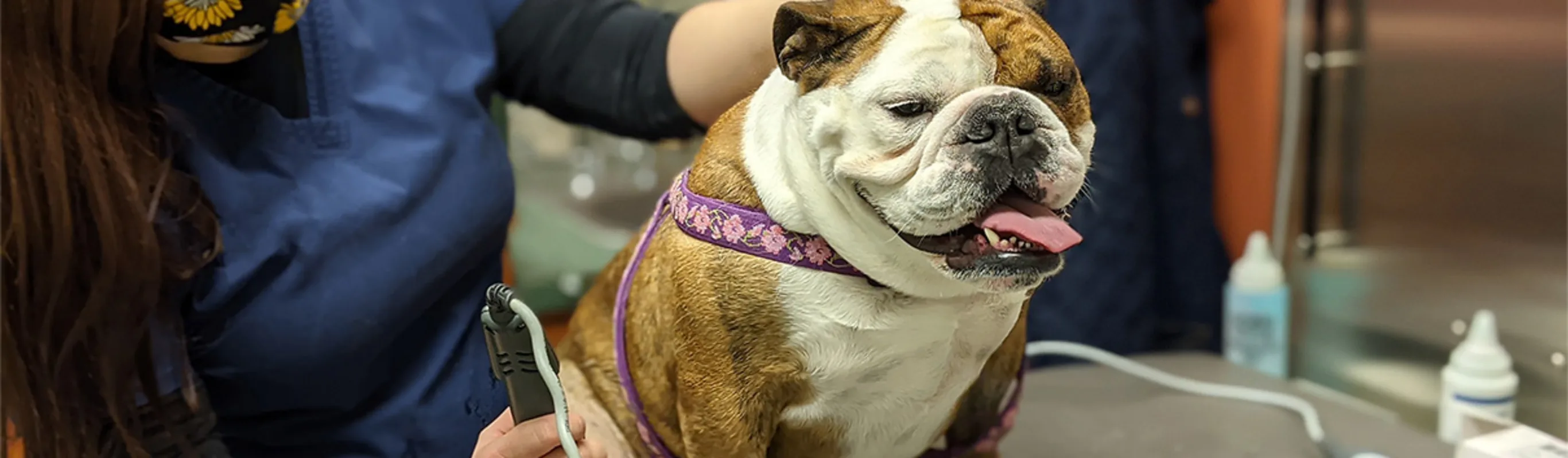 a dog smiles while receiving rehab therapy from a staff member