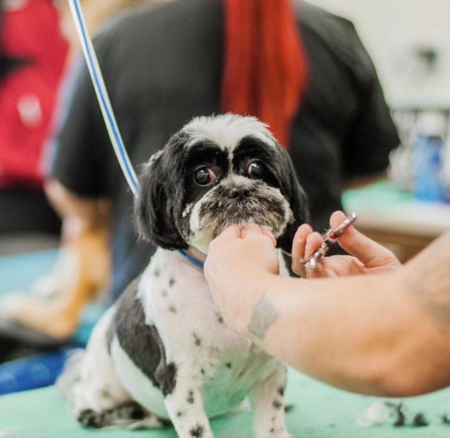 Dog getting a face trim