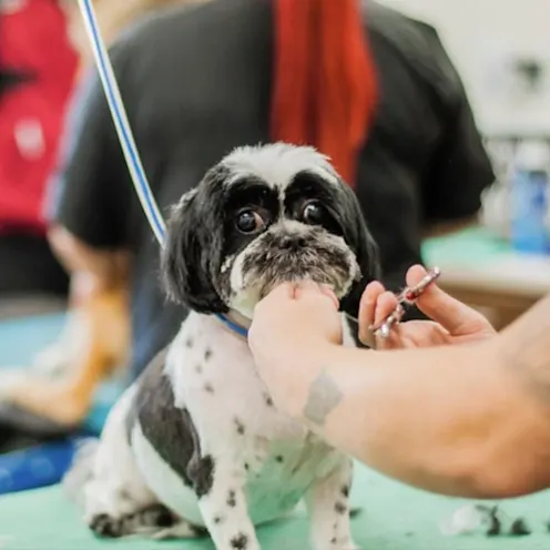 Dog getting a face trim Dog getting a face trim