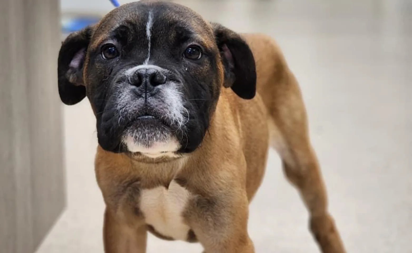 Brown puppy standing in the exam room 