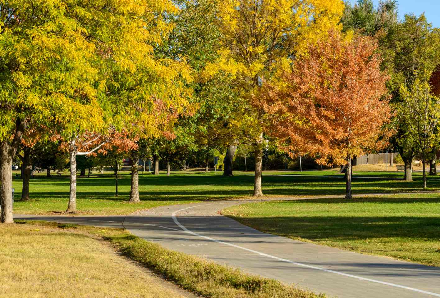 Orange and yellow trees sitting along a paved road.