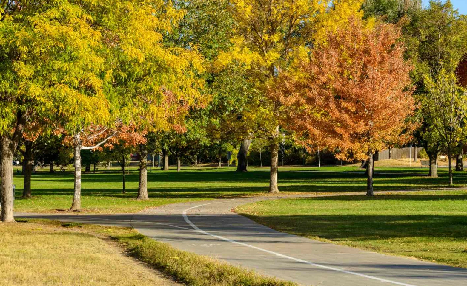 Orange and yellow trees sitting along a paved road. Orange and yellow trees sitting along a paved road.