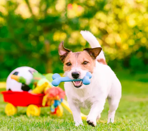 Dog with bone and cart of toys in grass