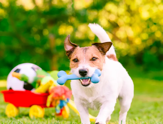 Dog with bone and cart of toys in grass Dog with bone and cart of toys in grass