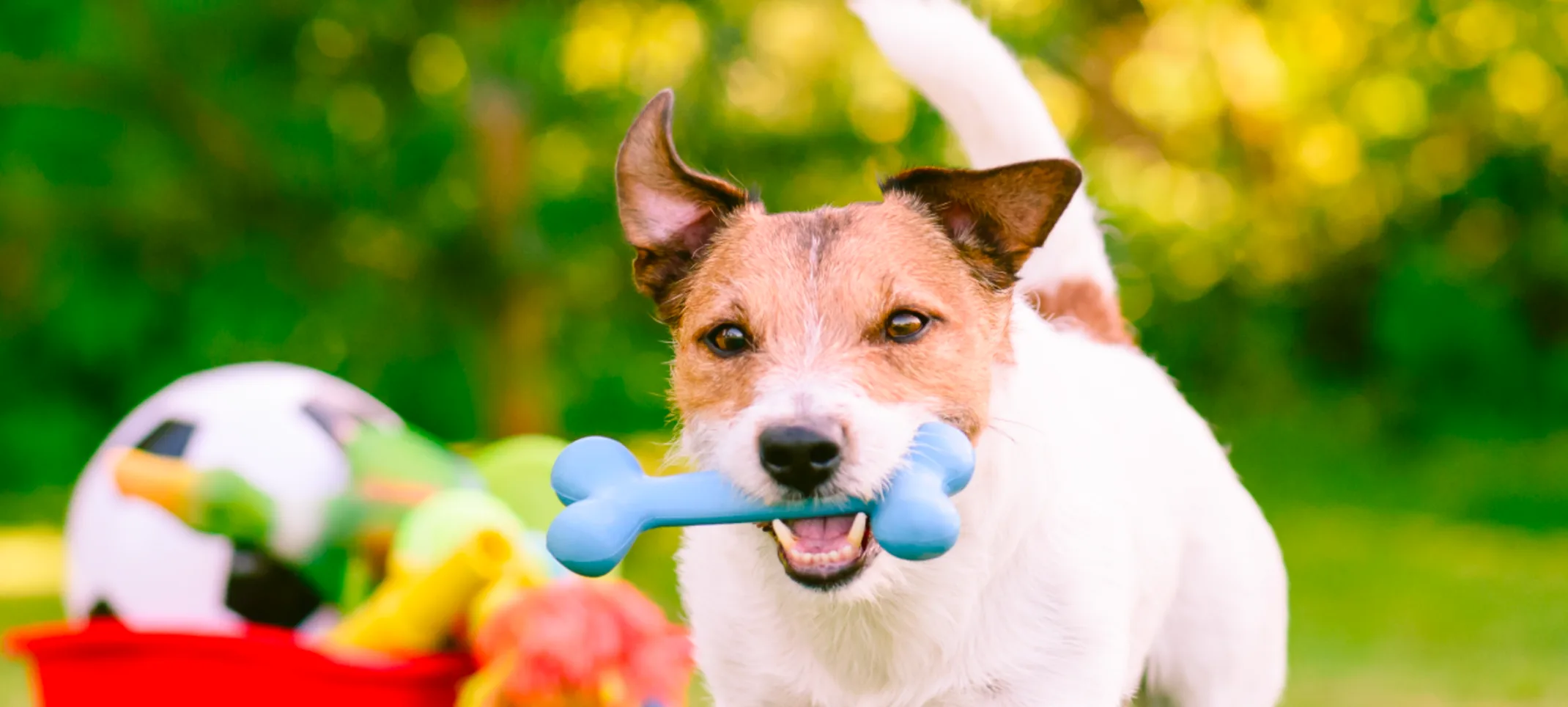 Dog with bone and cart of toys in grass