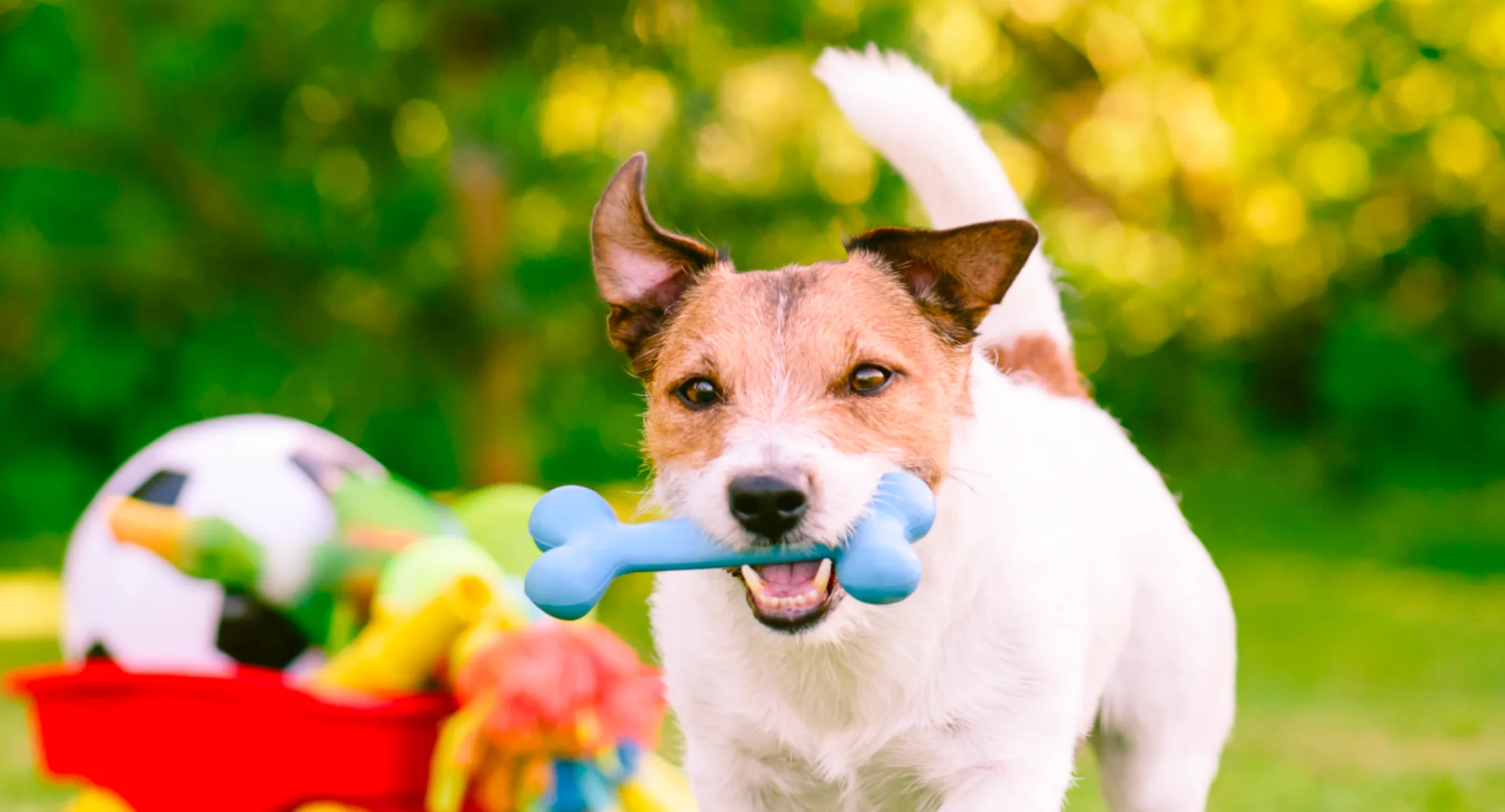 Dog with bone and cart of toys in grass Dog with bone and cart of toys in grass