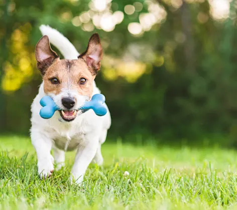 Dog in grass with a blue bone toy Dog in grass with a blue bone toy