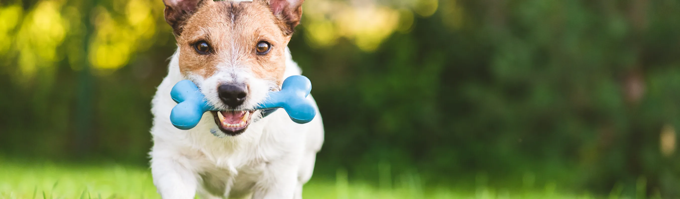 Dog in grass with a blue bone toy Dog in grass with a blue bone toy
