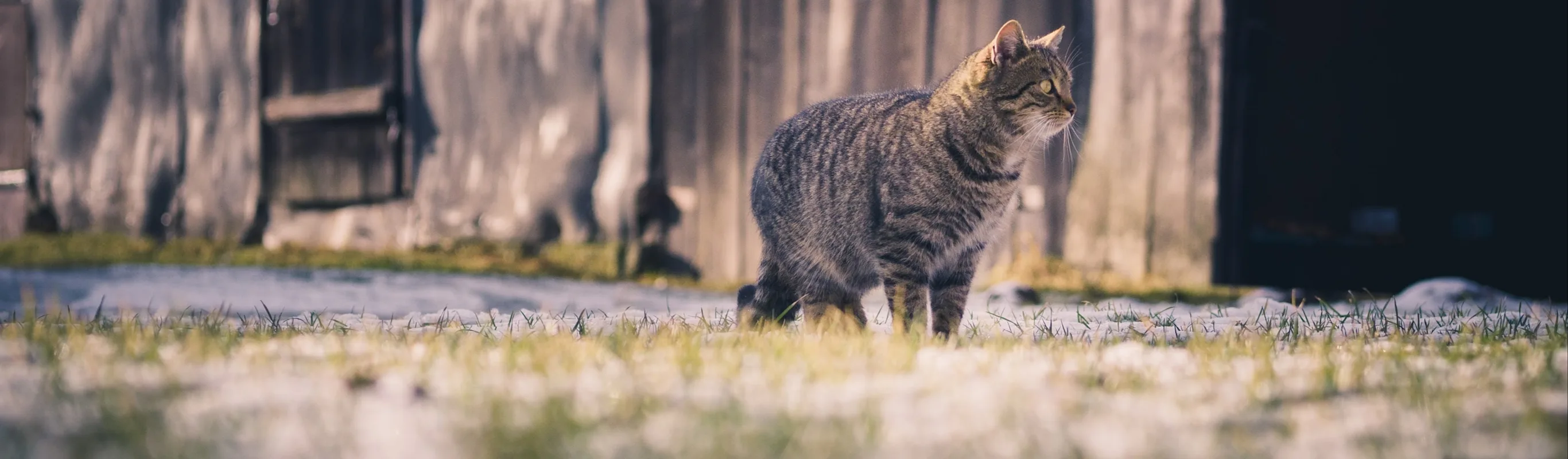 Cat in the grass