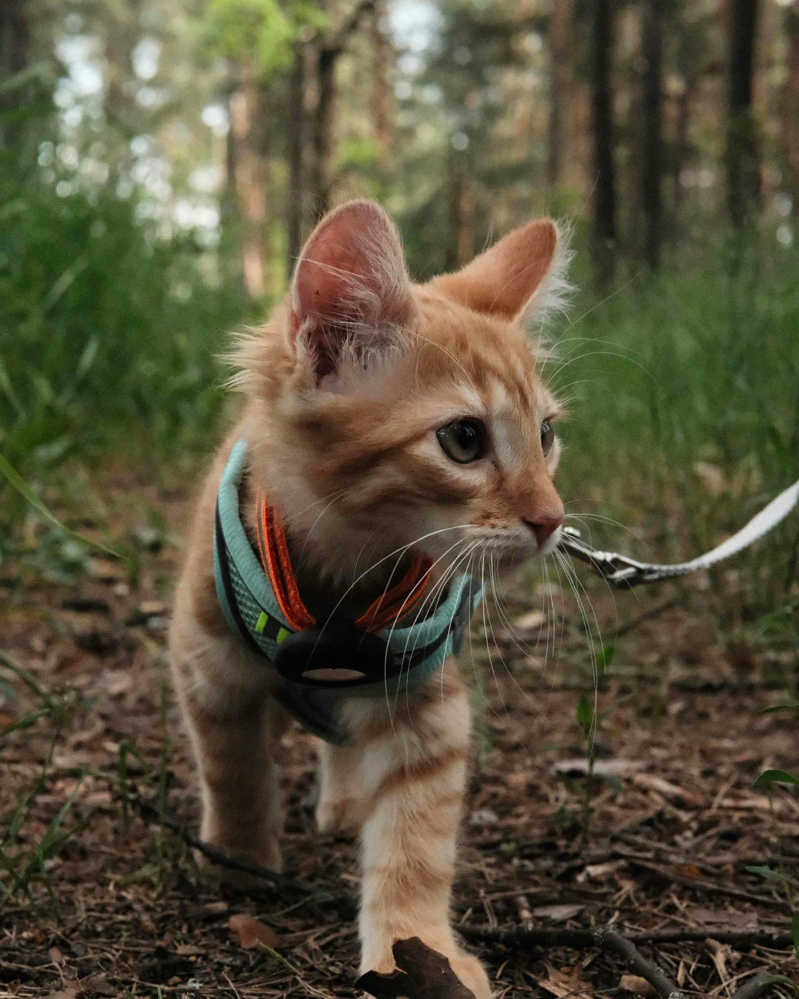 Cat outside on leash