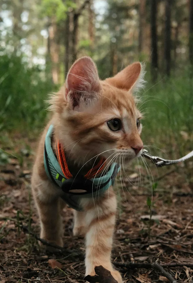 Cat outside on leash Cat outside on leash