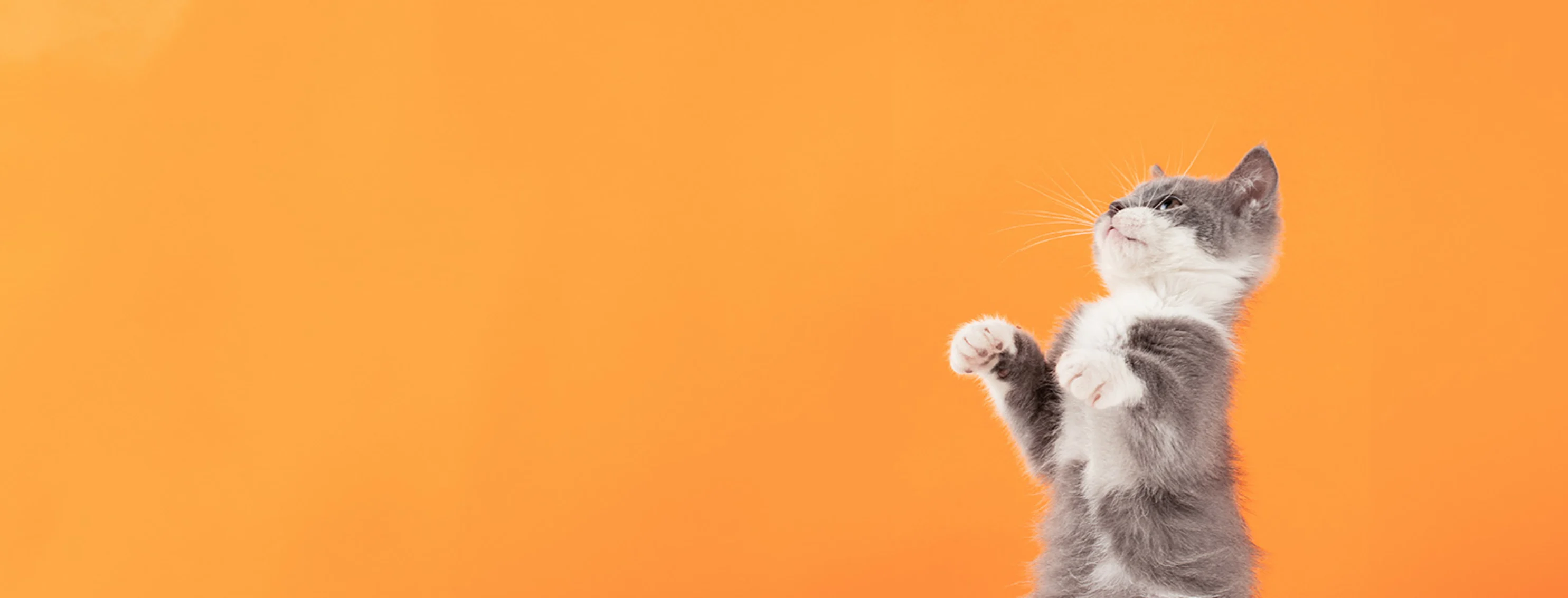 A grey kitten playing in front of an orange backdrop A grey kitten playing in front of an orange backdrop