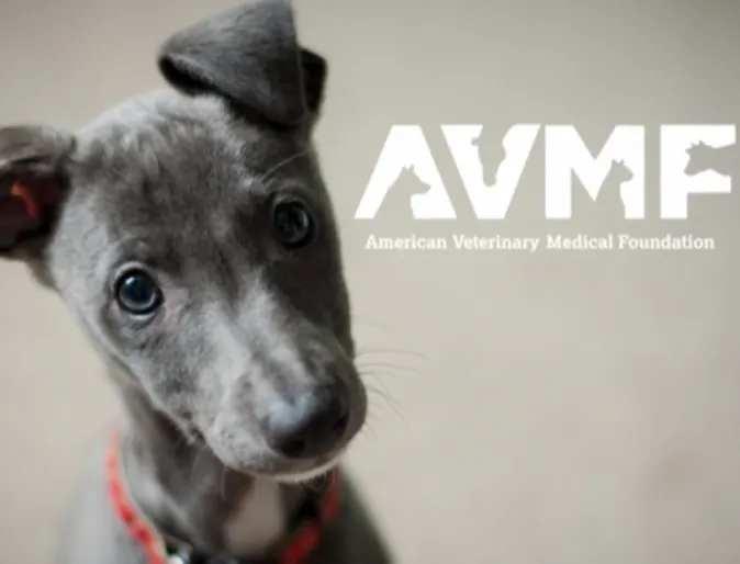 AVMF AVMF