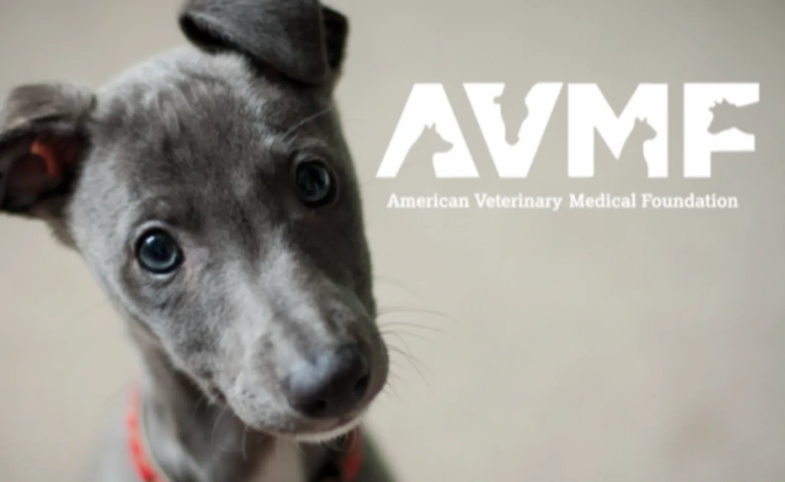 AVMF AVMF