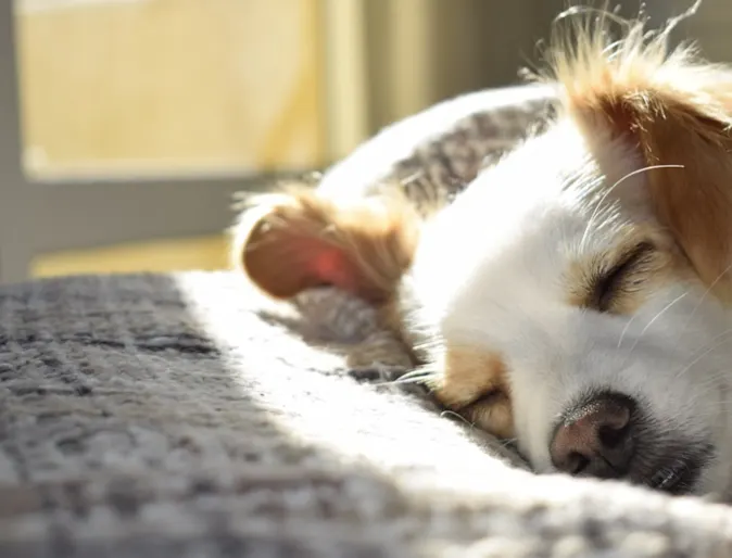 Puppy Sleeping Near a Sunny Window