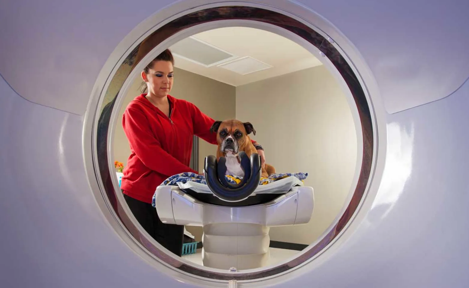 Dog about to undergo Computed tomography scan Dog about to undergo Computed tomography scan
