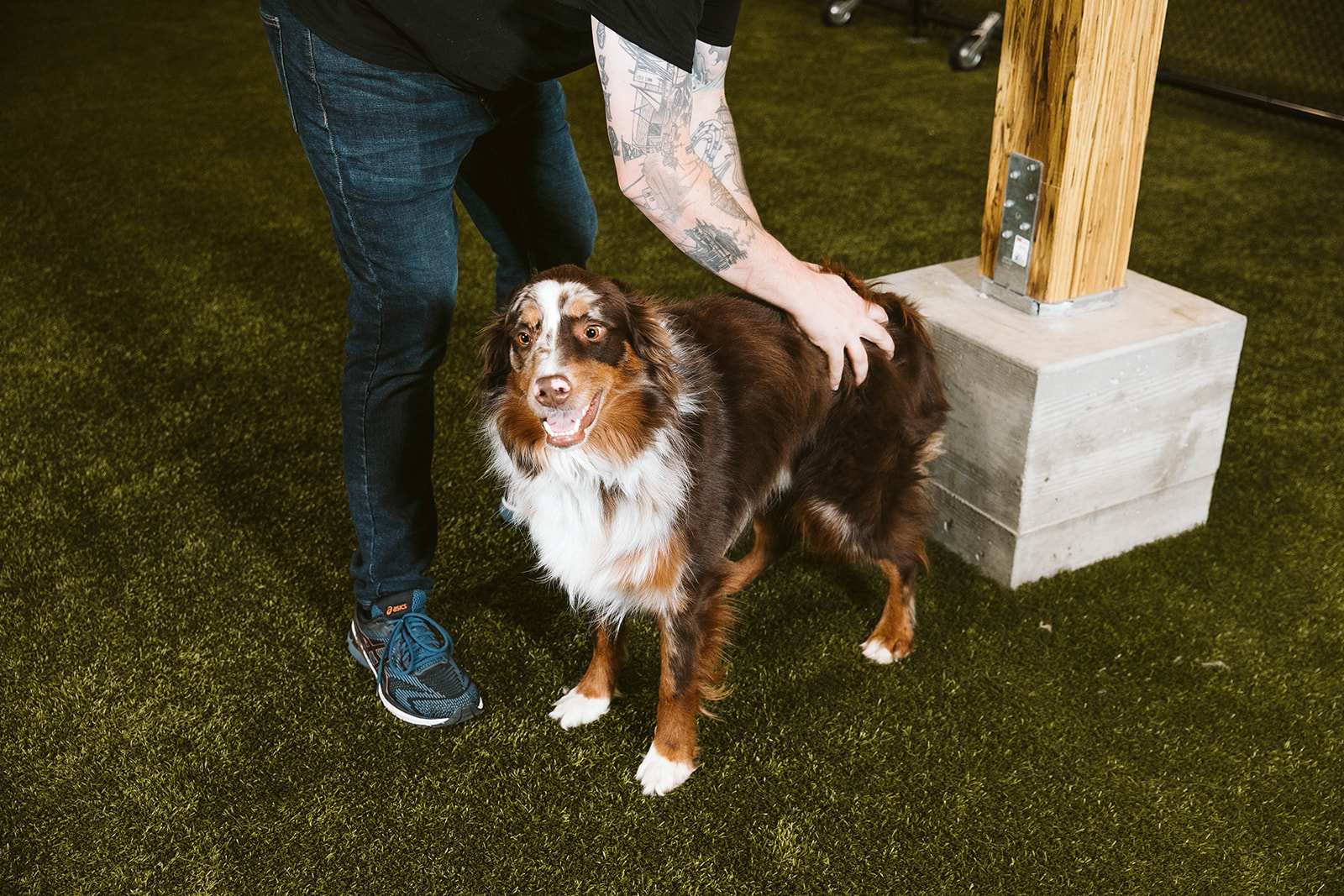 staff member touching brown Australian Shepherd
