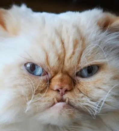 Dr. Grumpy Dr. Grumpy