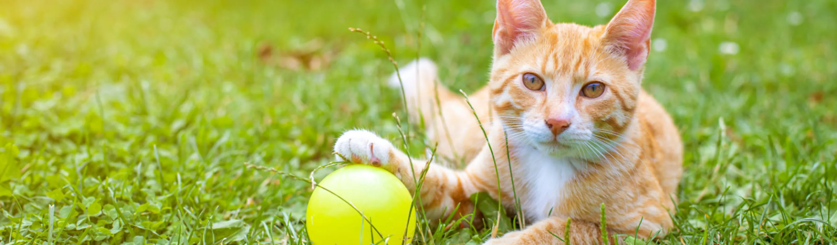 Cat Laying on Grass with Wooden Table in the Back