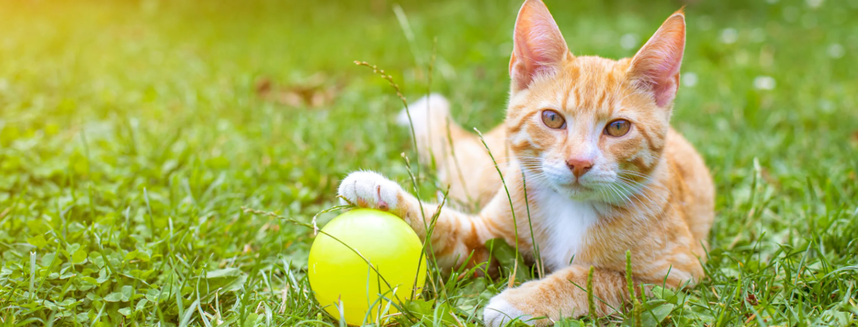 Cat Laying on Grass with Wooden Table in the Back