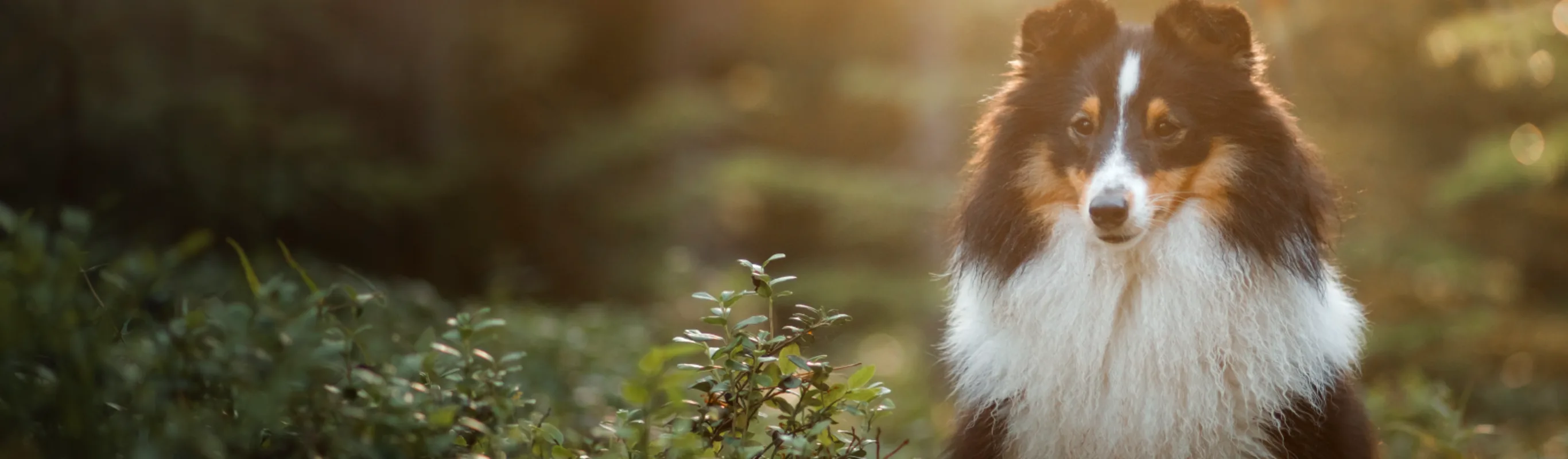 Dog standing in the forest