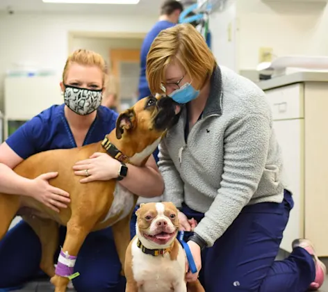 Spay and Neuter at Animal Medical Center of Hattiesburg.