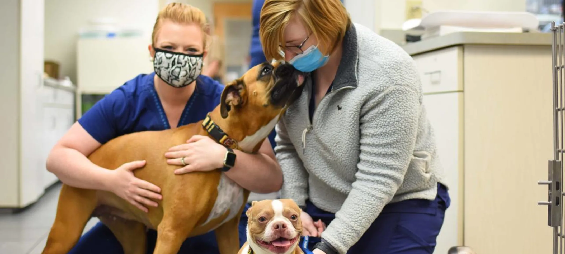 Spay and Neuter at Animal Medical Center of Hattiesburg.