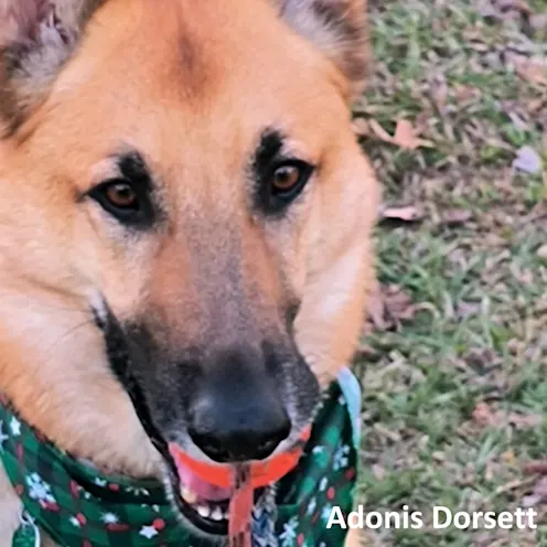 Adonis Dorsett Adonis Dorsett