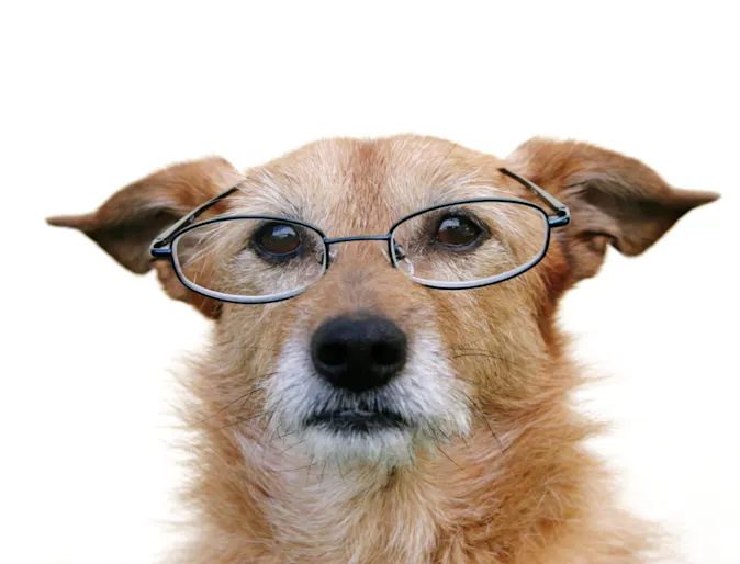 Dog Wearing Glasses White BG Dog Wearing Glasses White BG