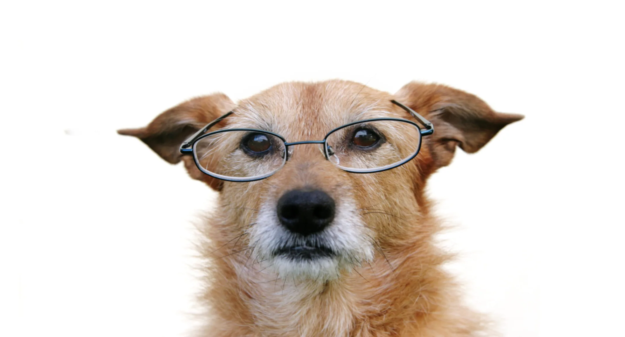 Dog Wearing Glasses White BG Dog Wearing Glasses White BG
