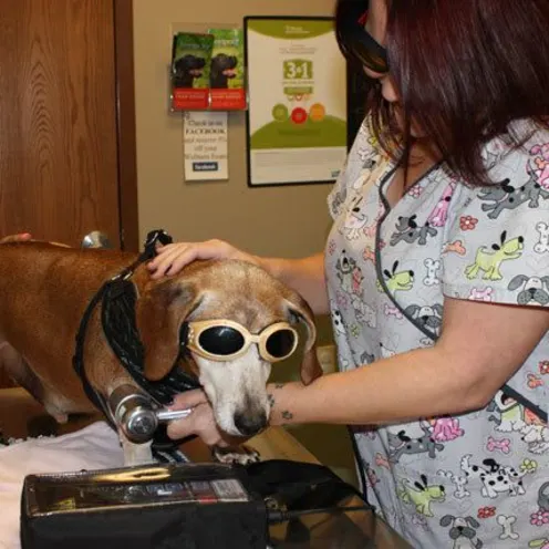 Northgate Small Animal Hospital Laser Therapy Process