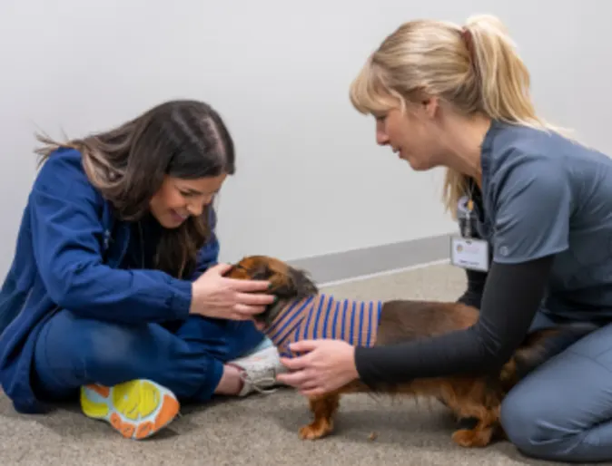 Staff Taking Care of Small Brown Dog at South Asheville Veterinary Emergency & Specialty Staff Taking Care of Small Brown Dog at South Asheville Veterinary Emergency & Specialty