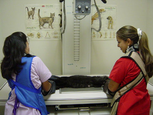 X Ray Area at Brentwood Veterinary Hospital