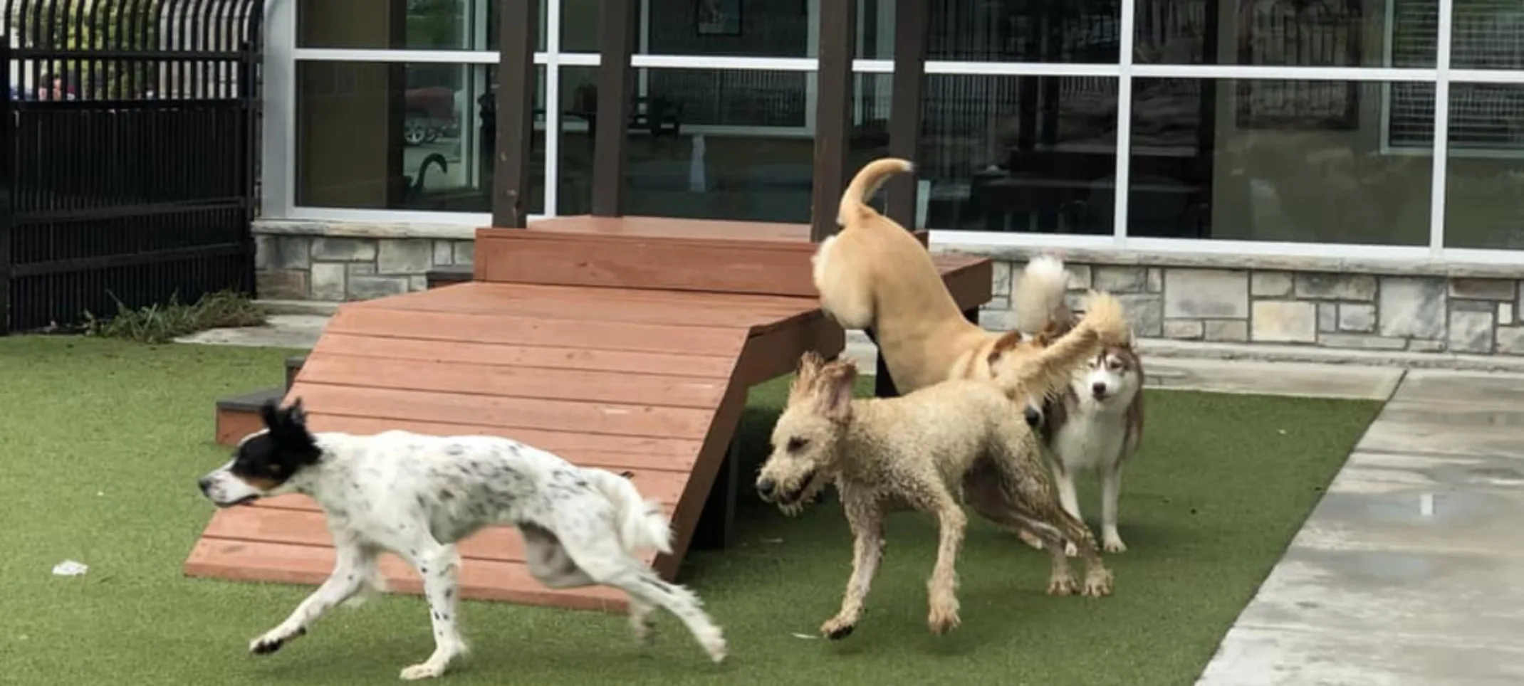Dogs playing on turf and ramp Dogs playing on turf and ramp