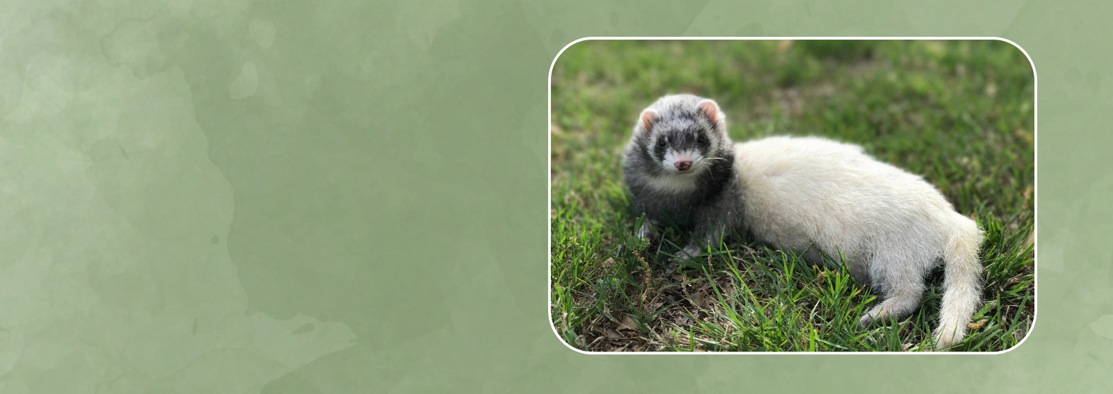 Ferret lying on grass