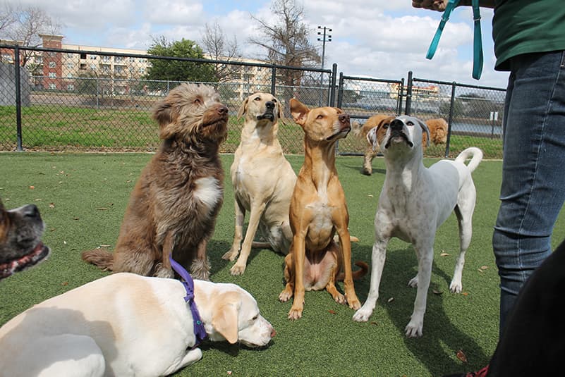 Dogs focused on toy in staff members hand