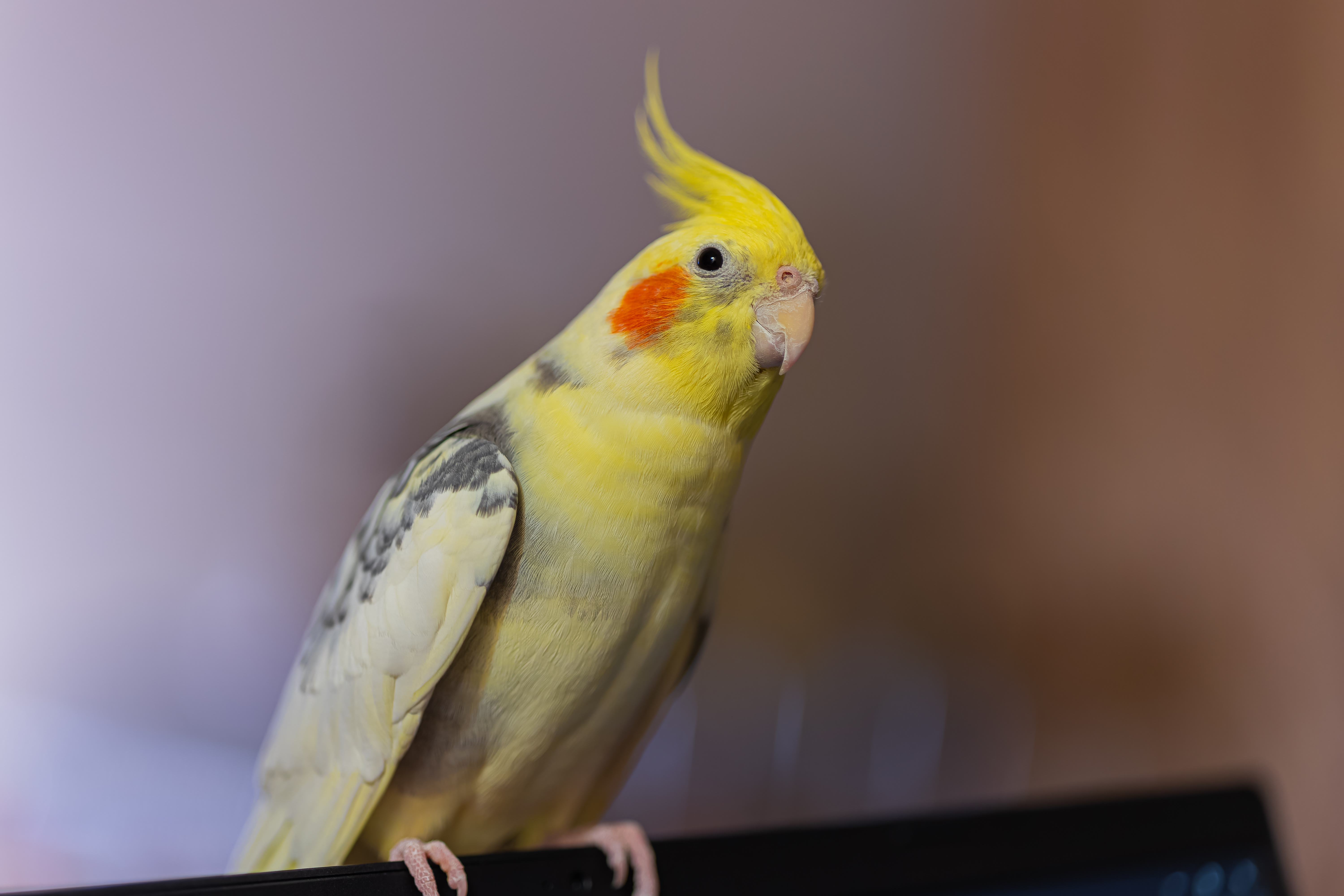 Yellow parrot