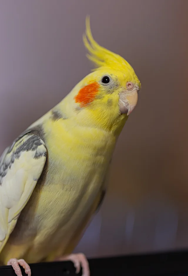 Yellow parrot Yellow parrot
