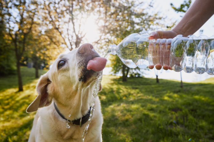 A dog drinking water outside of a PetSuites location. 