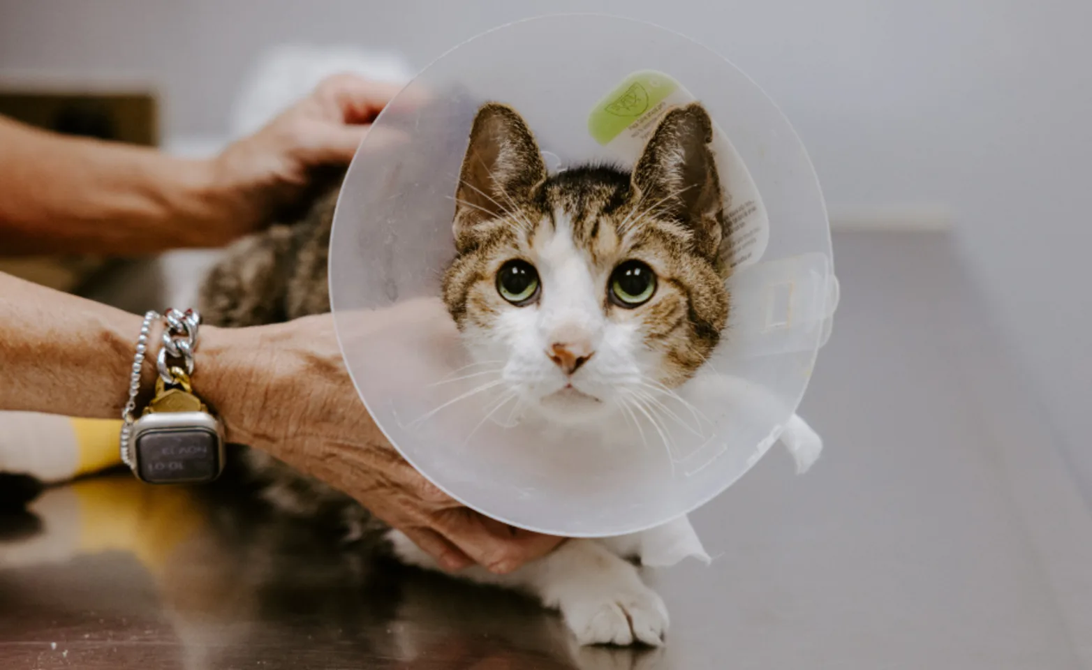 Cat with cone Cat with cone