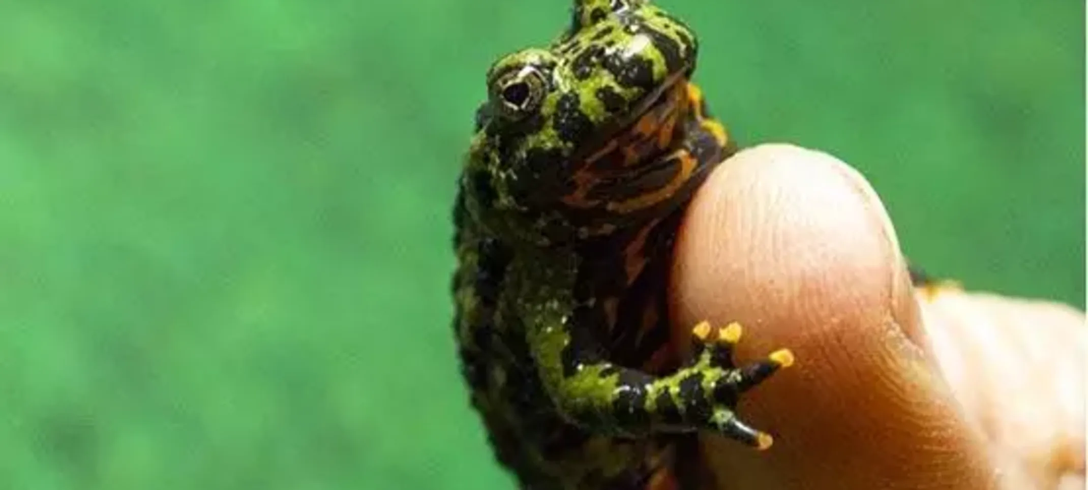 Fang, Fire-Bellied Toad