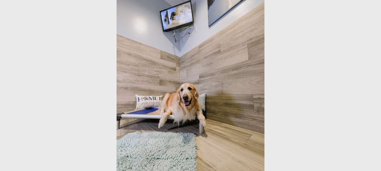 Golden sitting on bed