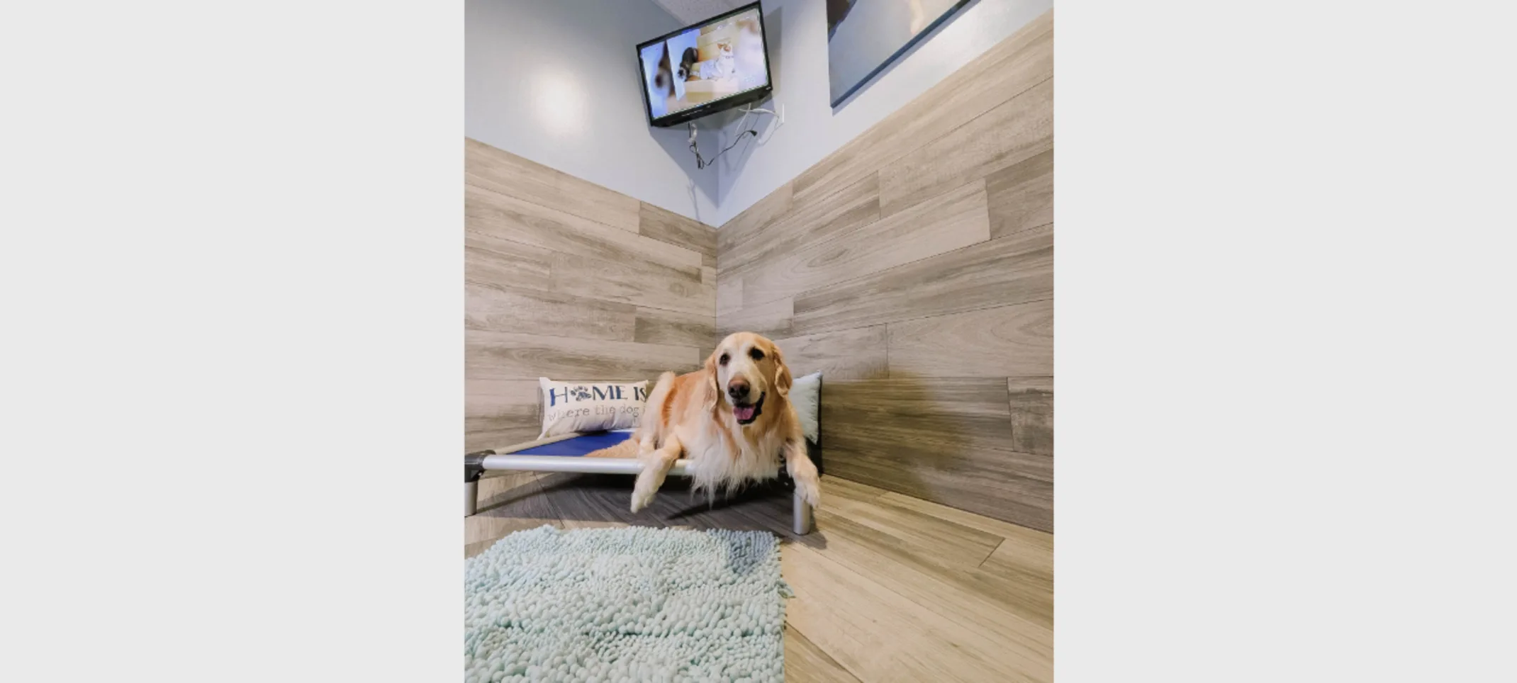 Golden sitting on bed Golden sitting on bed