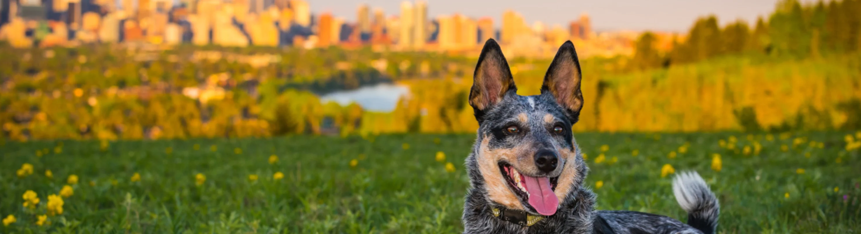 Dog in grass city skyline