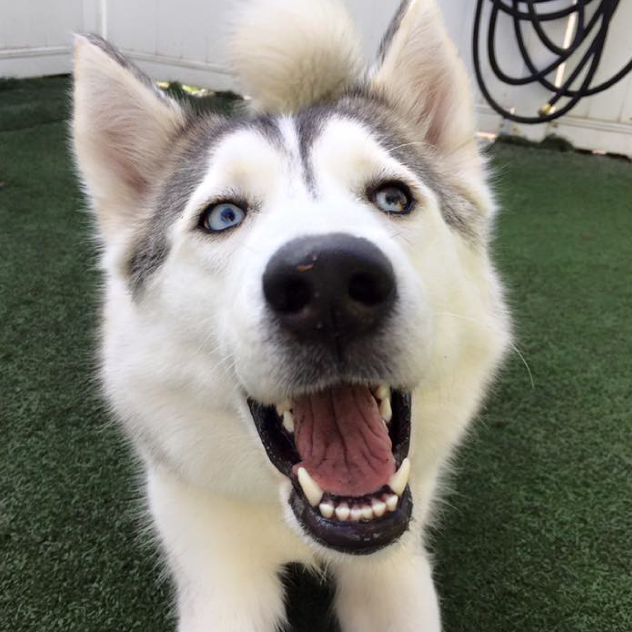 Dog super happy with mouth open outside at K9s Only