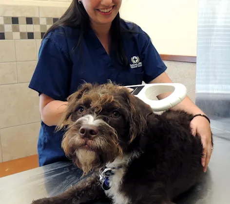 staff checking dog for microchip staff checking dog for microchip