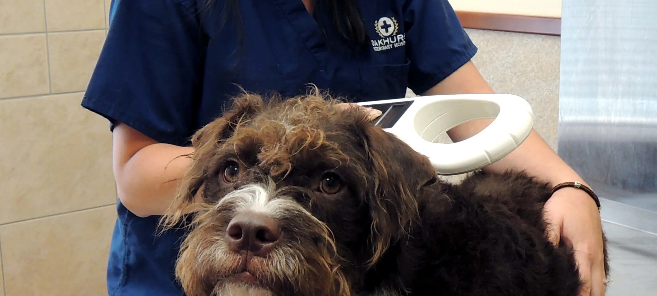 staff checking dog for microchip staff checking dog for microchip