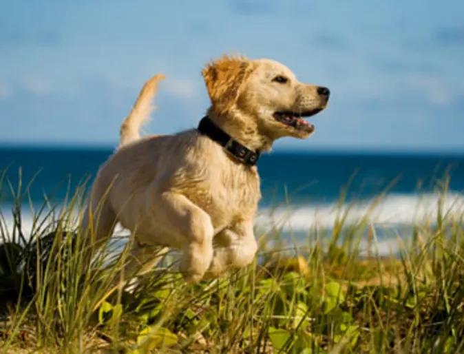 Puppy running on beach Puppy running on beach