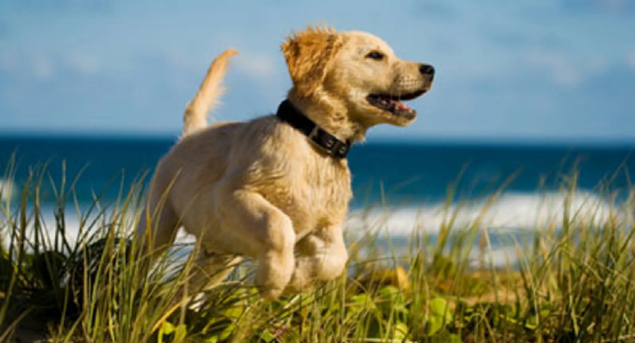 Puppy running on beach Puppy running on beach