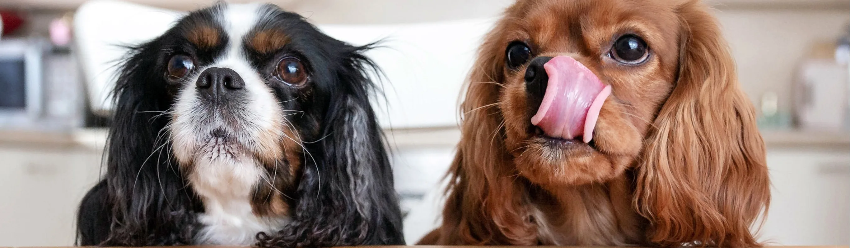 two dogs sitting at a table